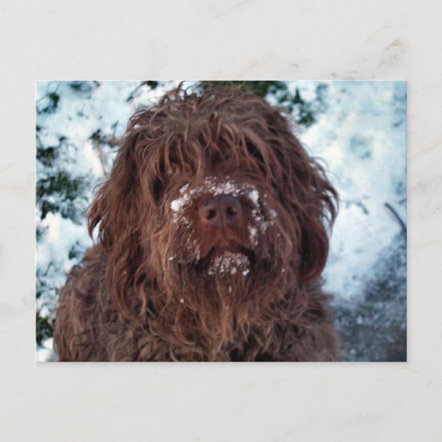 Carte Postale Korthals Griffon - Snowy Sarah (Devant)