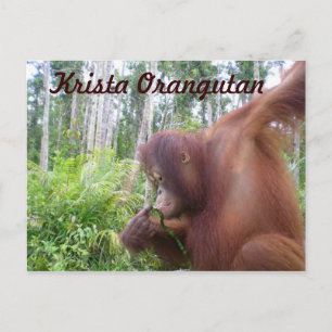 Carte Postale Krista Orangutan dans la forêt tropicale de Bornéo