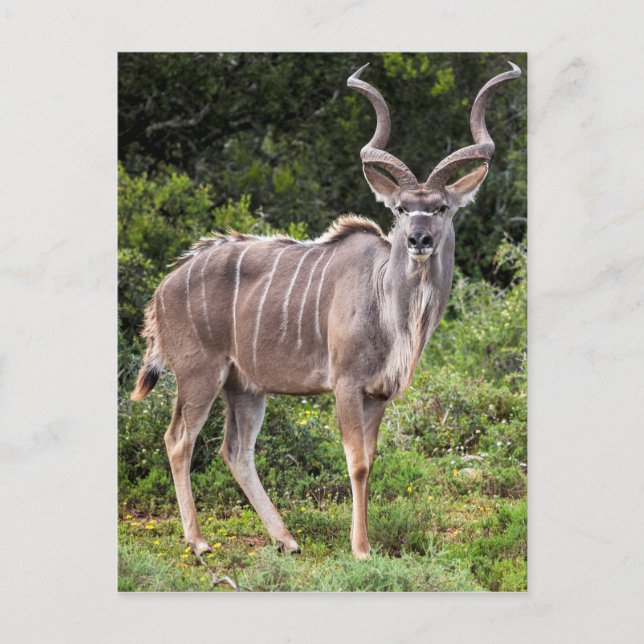 Carte Postale Kudu. (Devant)