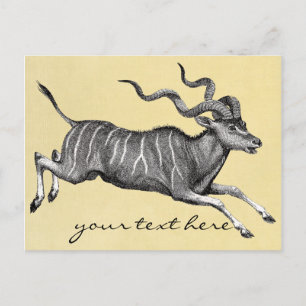 Carte postale Kudu vintage