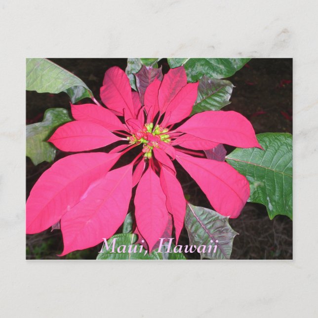 Carte Postale Kula Poinsettia (Devant)