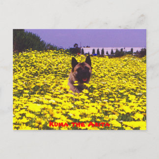 Carte Postale Kuma l'Akita