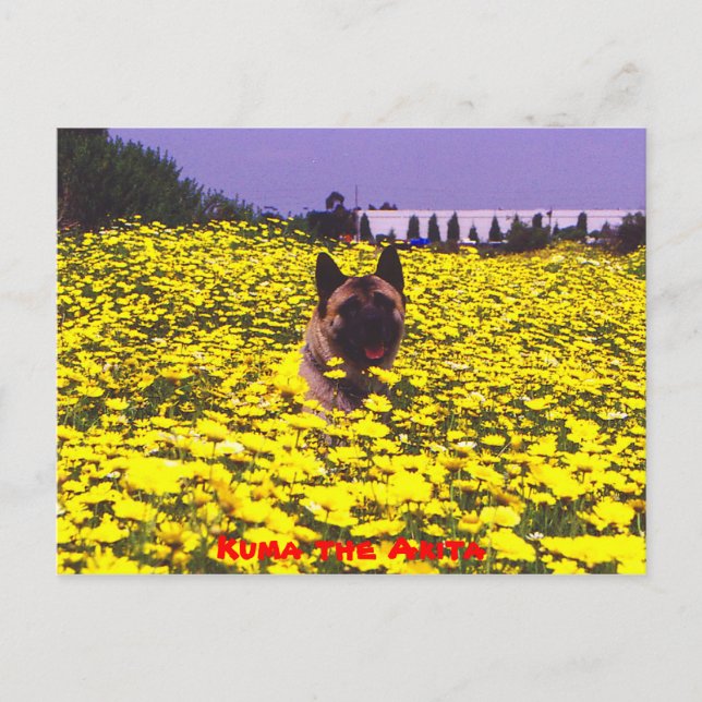 Carte Postale Kuma l'Akita (Devant)
