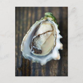 Carte postale Kumamoto Oyster