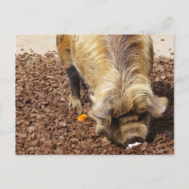 Carte Postale Kunekune Pig (Devant)