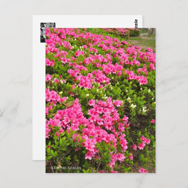 Carte Postale Kurume Azalea (Devant / Derrière)