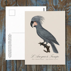 Carte Postale L’Ara gris à Trompe / Cockatoo Palm gris