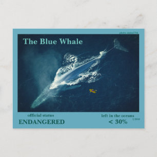 Carte Postale La Baleine Bleue est en danger -