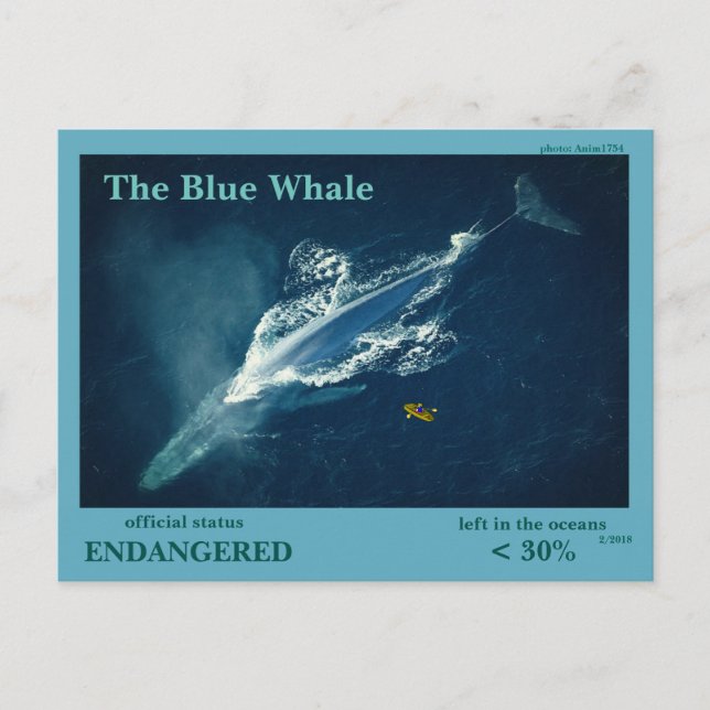 Carte Postale La baleine bleue est en voie de disparition  - (Devant)