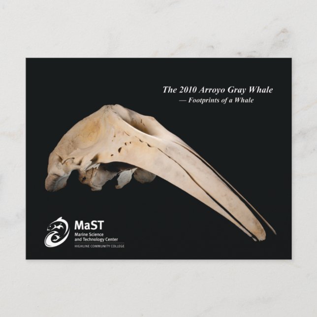 Carte Postale La baleine gris Arroyo 2010 - Empreintes d'une bal (Devant)