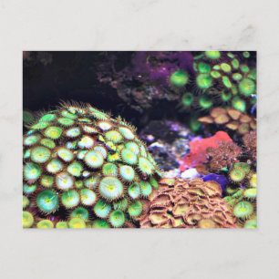 Carte Postale La barrière de corail colorée