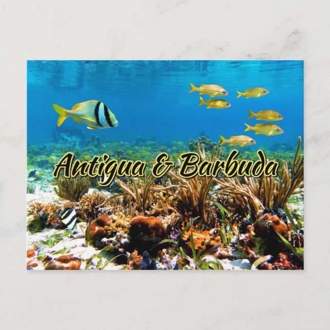 Carte Postale La barrière de corail d'Antigua et Barbuda (Devant)