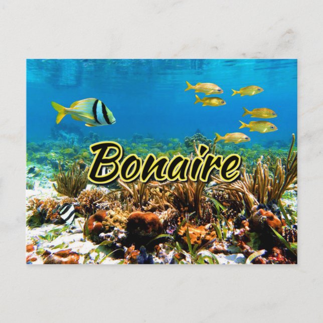 Carte Postale La barrière de corail de Bonaire (Devant)