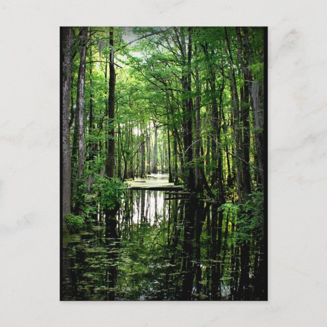 Carte Postale La beauté dans le marais (Devant)