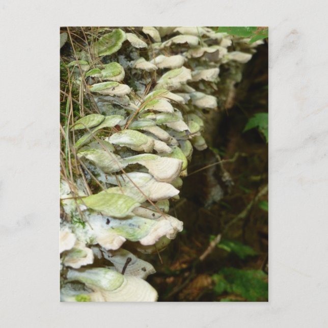 Carte Postale La beauté dans les bois (Devant)