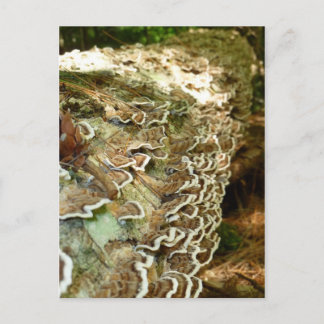 Carte Postale La beauté des petites choses