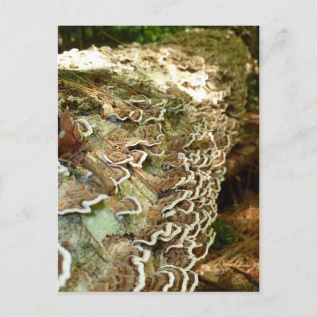 Carte Postale La beauté des petites choses (Devant)