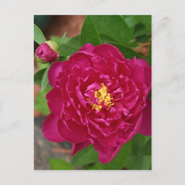 Carte Postale La Beauté Du Printemps (Devant)