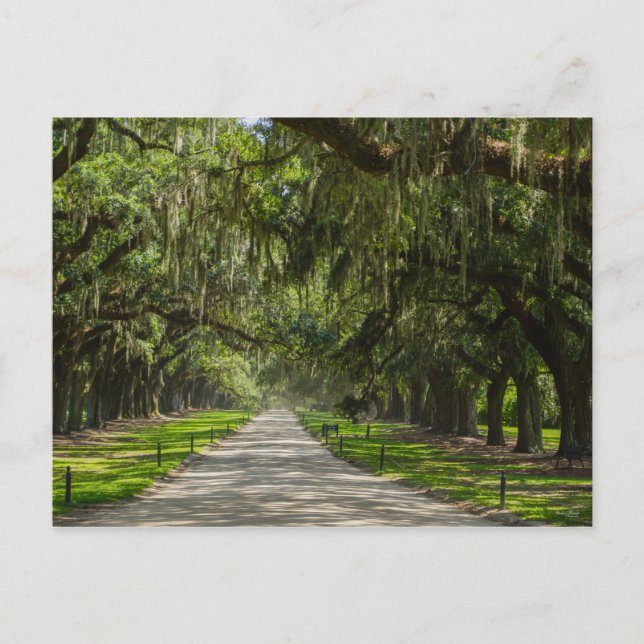 Carte Postale La Belle Avenue Des Chênes (Devant)