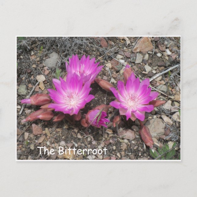 Carte Postale La Bitterroot Montana : la fleur préférée de Dieu (Devant)