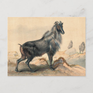 Carte Postale La chèvre de Thar par Joseph Wolf