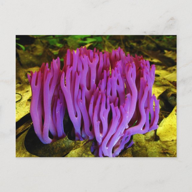 Carte Postale La clavarie violette Clavaria zollingeri (Devant)