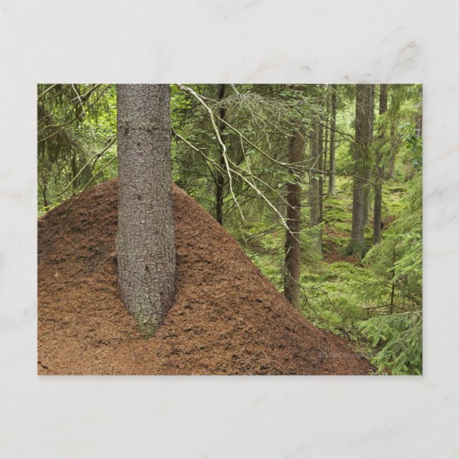 Carte Postale La colline de la fourmilière dans la forêt (Devant)