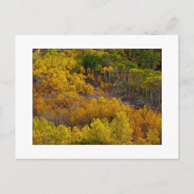 Carte Postale "La colline de l'arbre d'Aspen" (Devant)