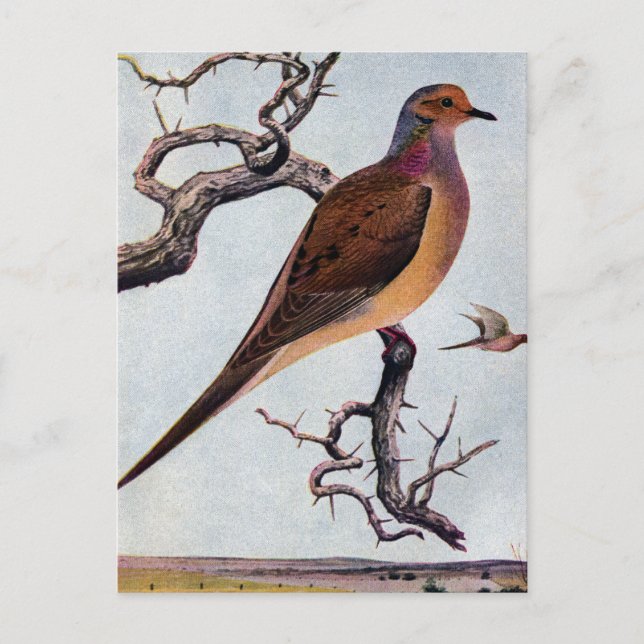 Carte Postale La colombe en deuil (Devant)