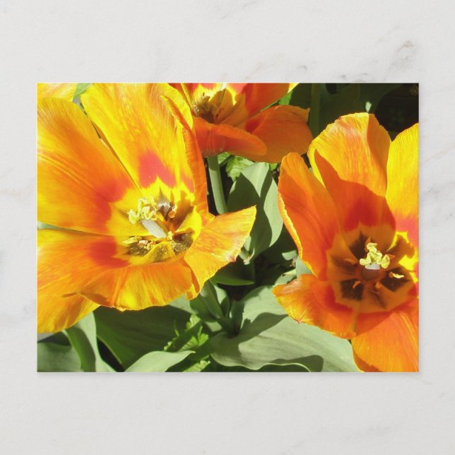 Carte Postale La conception florale de Stacey (Devant)