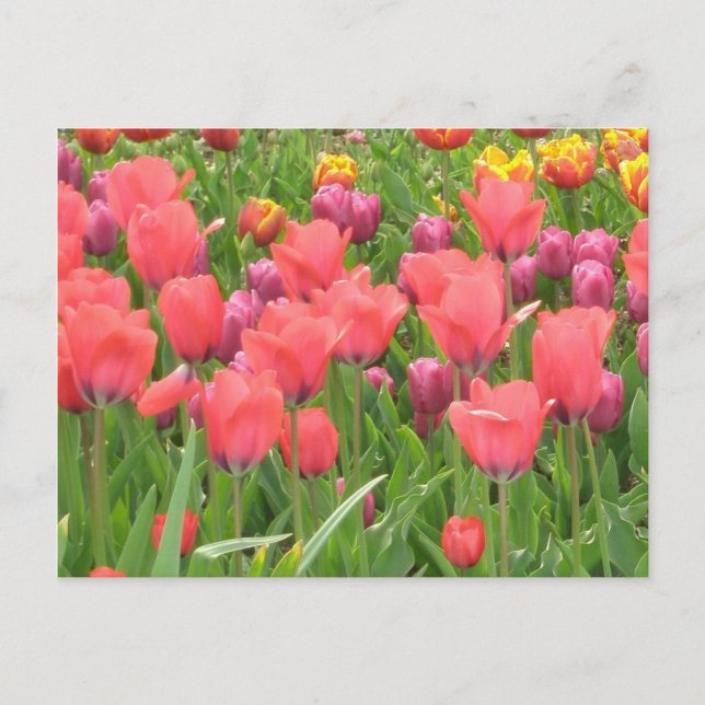 Carte Postale La conception florale de Stacey (Devant)