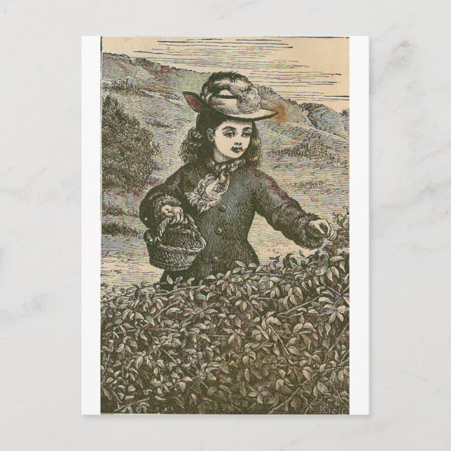 Carte Postale La cueillette des baies (Devant)