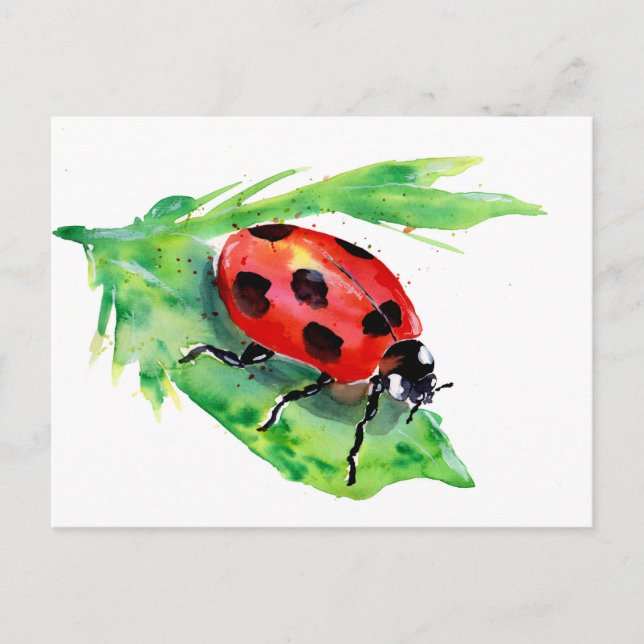 Carte Postale La dame Bug sur une feuille verte (Devant)