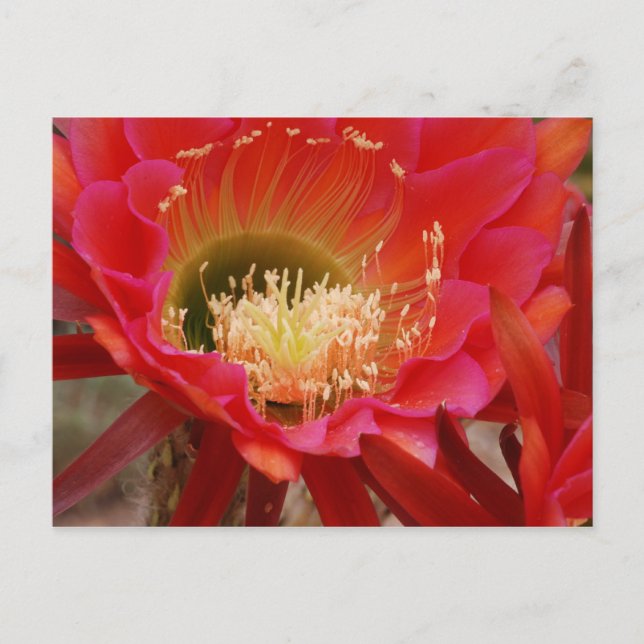 Carte Postale La danse de la nature (Devant)