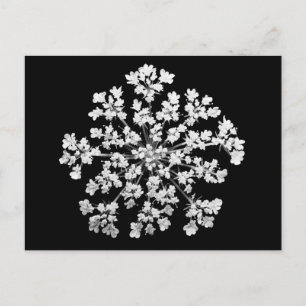Carte Postale La dentelle de la reine Anne