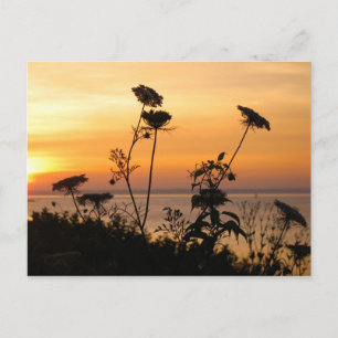 Carte Postale La dentelle de la reine Anne au coucher du soleil 