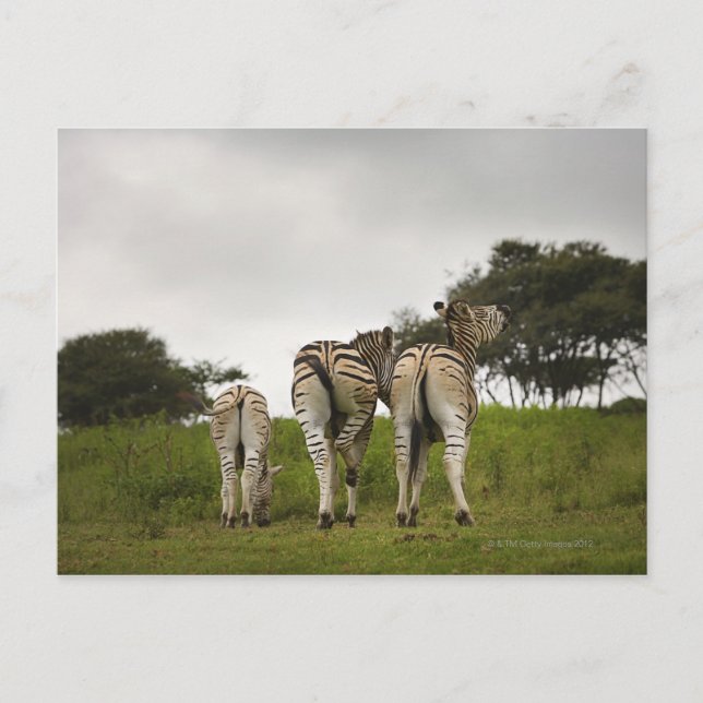 Carte Postale La face arrière de trois zèbres, Afrique du Sud (Devant)