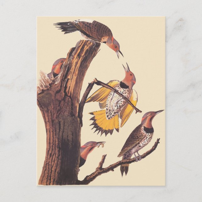 Carte Postale La famille d'oiseaux de pic à ailes dorées d'Audub (Devant)