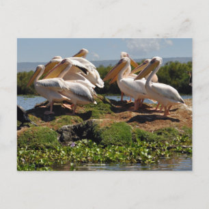 Carte Postale La faune africaine de Pélicans