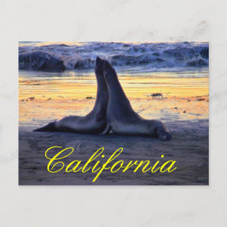 Carte Postale La faune californienne