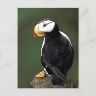 Carte Postale La faune de l'Alaska