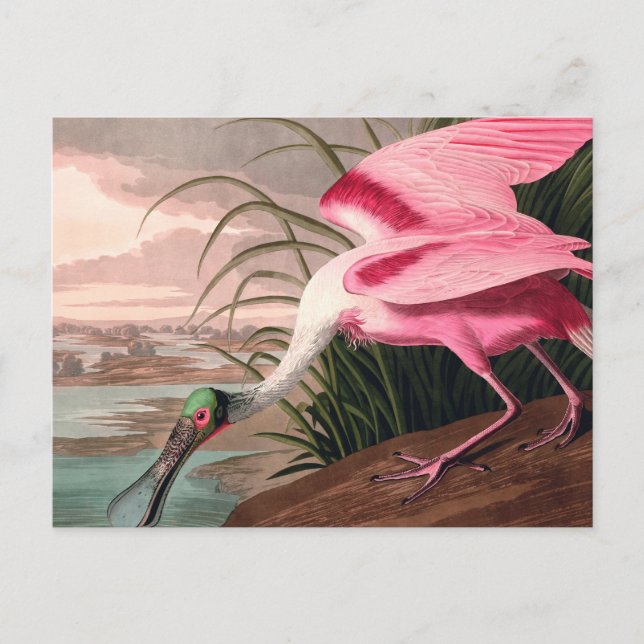 Carte Postale La faune des oiseaux d'Audubon de Spoonbill Roseat (Devant)