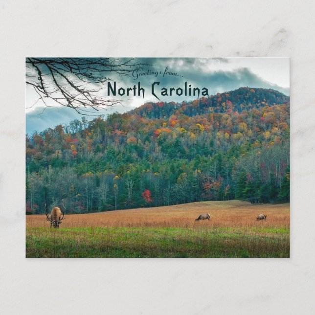 Carte Postale La faune en automne en Caroline du Nord (Devant)
