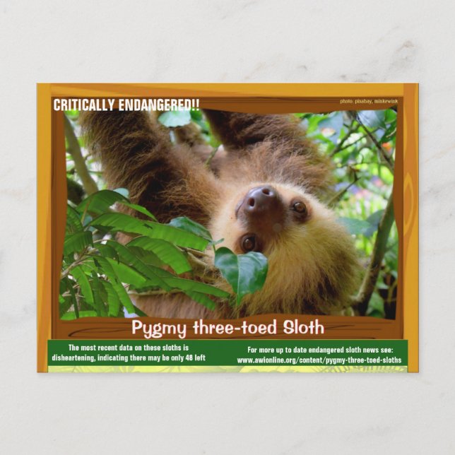 Carte Postale La fente Pgymy ThreeToed est en danger critique d' (Devant)
