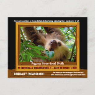 Carte Postale La fente Pgymy ThreeToed est en danger critique d'