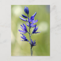 La fleur d'un lis camas dans le comté de Valley,