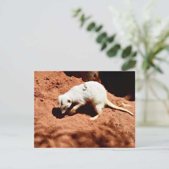 Carte Postale La forêt de la nature : Blancs de Meerkat creuser  (Debout devant)