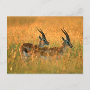 Carte Postale La gazelle de Thomson (Gazella Thomsonii) à l'aube