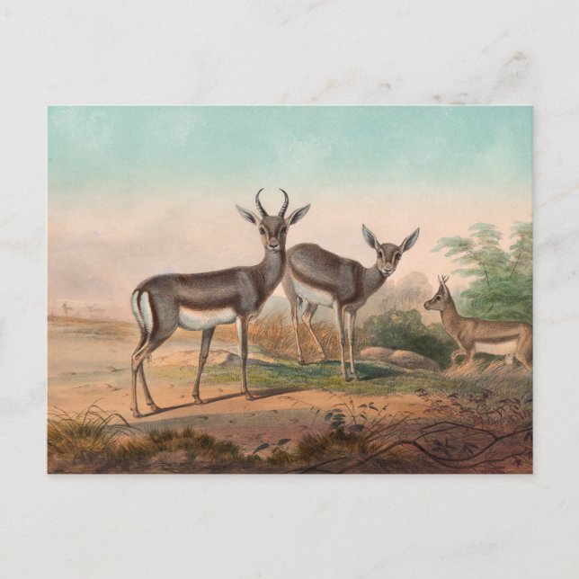 Carte Postale La Gazelle persane par Joseph Wolf (Devant)