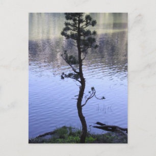 Carte Postale La gentillesse compte